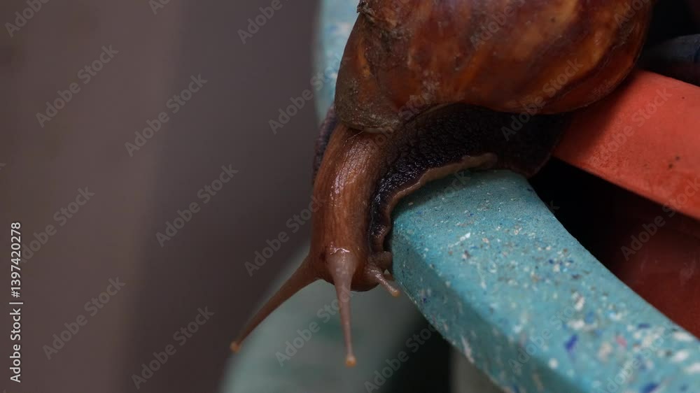 Aufkleber close up shot of a brown snail with a large, spiral-patterned shell slowly moving and crawling along