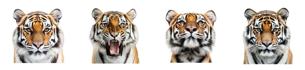 Obraz premium Close-up portraits of four tigers displaying various expressions, cut out - stock png