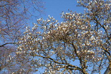 Weisse Magnolienknospen auf  Baumzweigen ,Deutschland