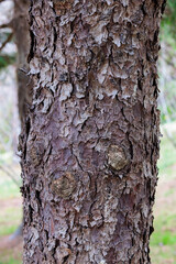 Beautiful bark of Norway spruce in winter.