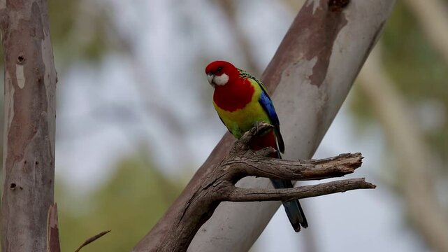 cute colorful eastern rosella (Platycercus eximius) sitting on the bush and feeding on seeds spotted in Morialta Conservation Park near Adelaide, South Australia