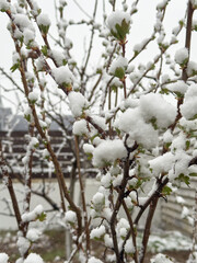 Green spring branches with new growth blanketed in snow from an unexpected cold wave