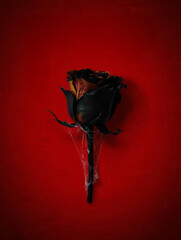 Black rose, red background, halloween poster, scary horror movie