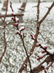 Close-up of red flower buds on a tree branch covered with snow during late spring frost