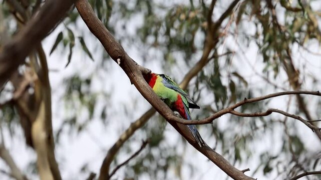 cute colorful eastern rosella (Platycercus eximius) sitting on the bush and feeding on seeds spotted in Morialta Conservation Park near Adelaide, South Australia