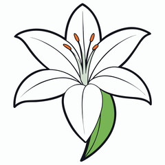 Isolated White Lily Flower with Green Leaf and Orange Stamens, Black Outline Style