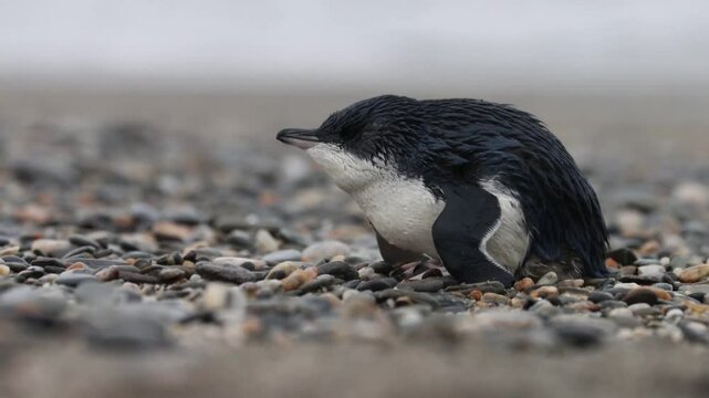 cute adorable little blue penguin shaking his head and resting on the beach, shipcreek; Tauparikākā Marine Reserve, West Coast, New Zealand
