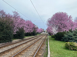 railway in the countryside, Tram Line 24, Damaroaia Neighborhood, Bucharest City, Romania 