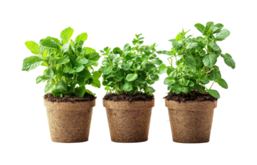 Herb gardening tips home guide greenery growth isolated on transparent background, png