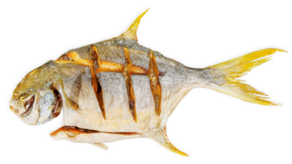 Top view of single grilled fried homemade fish with yellow fin and cuts isolated on white background prepared for healthy barbecue meal full of protein and omega 3 fat nutrients as organic dish