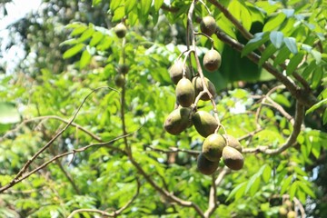 Olives are a type of fruit found in Thailand.