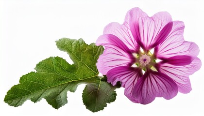 Wild mallow flower isolated