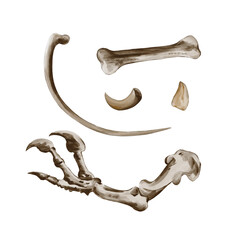 Set of bones and teeth. Clawed paw. Dinosaur or monster skeleton. Ancient fossils and old bones. Watercolor illustration without background. Hand drawing. Halloween decor. © Alena Sid