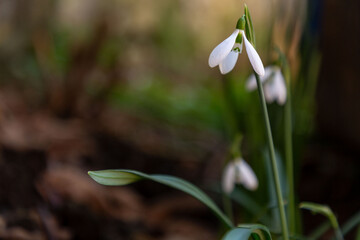 Elegant and fragile blossoms of white snowdrops