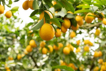 Lemon Tree Branches with Fresh Citrus Fruits in an Orchard