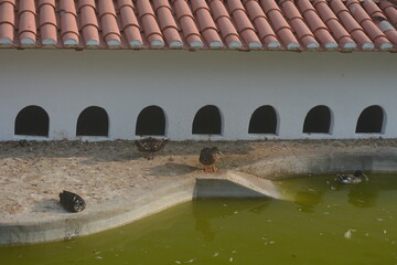 Ducks enjoy a sunny day near a tranquil pond with a white building and red-tiled roof in a peaceful outdoor setting