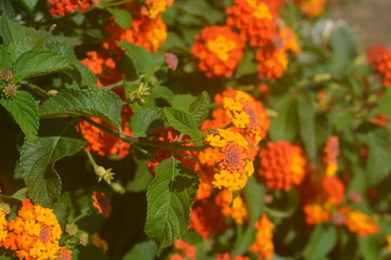 Bright orange and yellow blossoms flourish in a vibrant garden during a sunny day