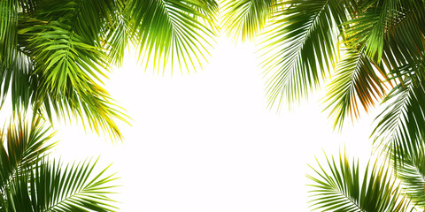 Fototapeta premium Lush green palm leaves frame a bright white background, evoking summer vibes.