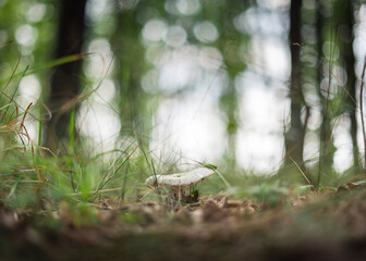Selective focus view of mushroom in the forest, unfocused summer forest scenery in the background.