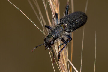 Checkered Beetle - Eleale sp. - macro photo on natural background