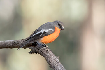 Flame Robin - Petroica phoenicea - vibrant male on natural perch
