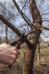 hand holding pruning shears for pruning tree