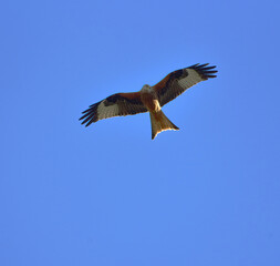 Fototapeta premium red kite soaring 