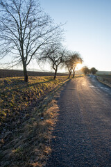 Curved countryside road with bare trees at sunrise
