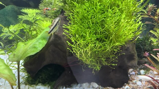 Apistogramma cacatuoides dwarf cichlid couple in aquarium during courtship 4K