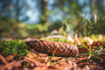 Tannenzapfen auf Moos