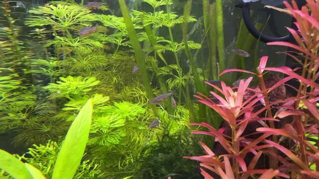 aquarium with Danio margaritatus Fish with plants 4K