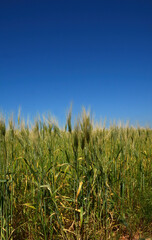 wheat fields in the sun
