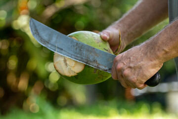 Man cutting fresh coconut with machete in Uvita, Costa Rica