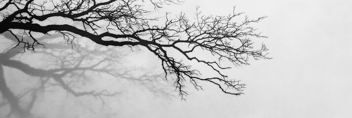 abstract background tree branch on white background