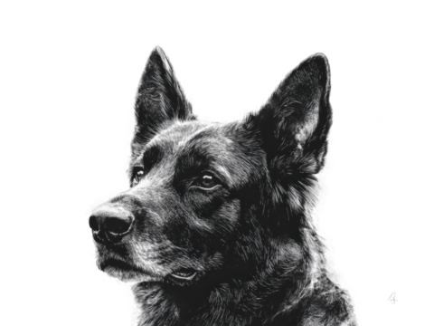 Dog portrait digital black and white isolated on transparent background, png