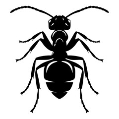 Detailed Ant Silhouette Isolated on White Background Vector Illustration