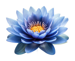 Blooming blue lotus flower in tranquil nature scene isolated on transparent background, png