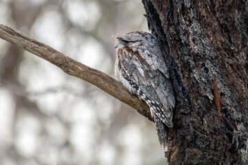 Tawny Frogmouth perched in natural habitat � Australia � Podargus strigoides