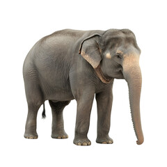 Fototapeta premium Majestic asian elephant portrait against a stark black backdrop illustration