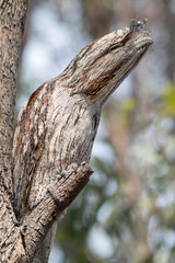 Obraz premium Nocturnal Australian bird � Tawny Frogmouth in situ � Podargus strigoides