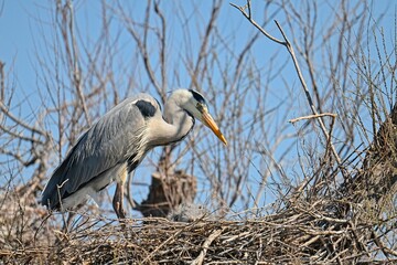 grey heron with fledglings in a nest in south france