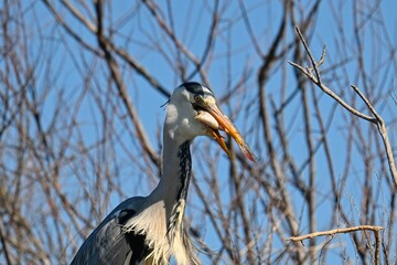 grey heron eats a fish in a nest in South France