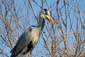 grey heron eats a fish in a nest in South France