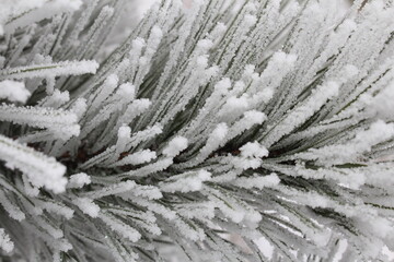 beautiful green spruce covered with snow close-up