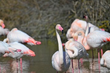 greater flamingos in south france