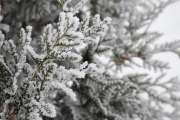beautiful green spruce covered with snow close-up