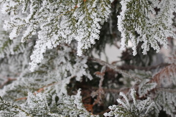 beautiful green spruce covered with snow close-up