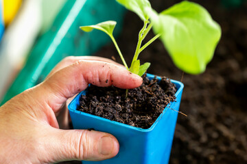 Close-up of person's fingers gently planting green seedling in blue pot filled with rich soil,...