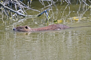 nutria in a pond in south france