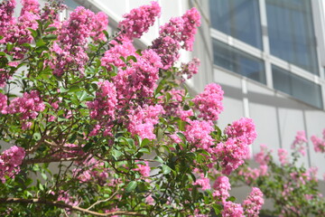 Vibrant pink flowers bloom near modern architecture in urban setting during sunny day
